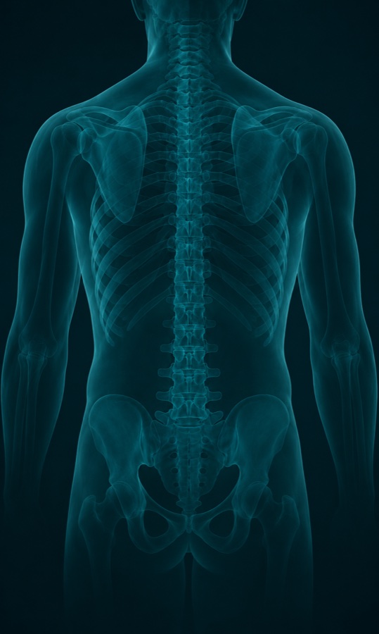 Translucent view of the lower spine from behind, the lumbar vertebrae lit up.